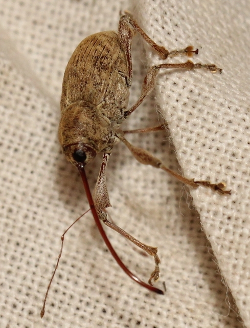 Curculio elephas - gesztenyezsuzsóka