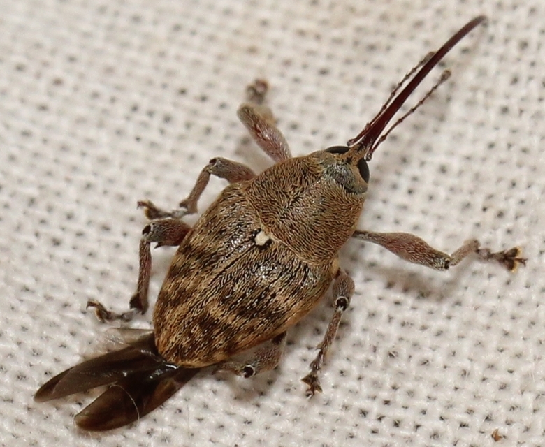 Curculio glandium - tölgymakkzsuzsóka