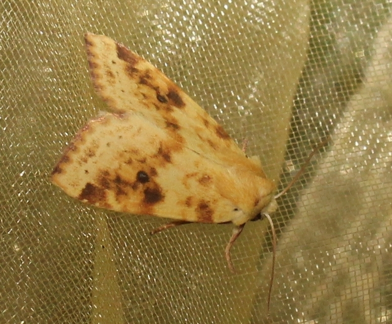 Cirrhia icteritia - nyárfa-sárgabagoly