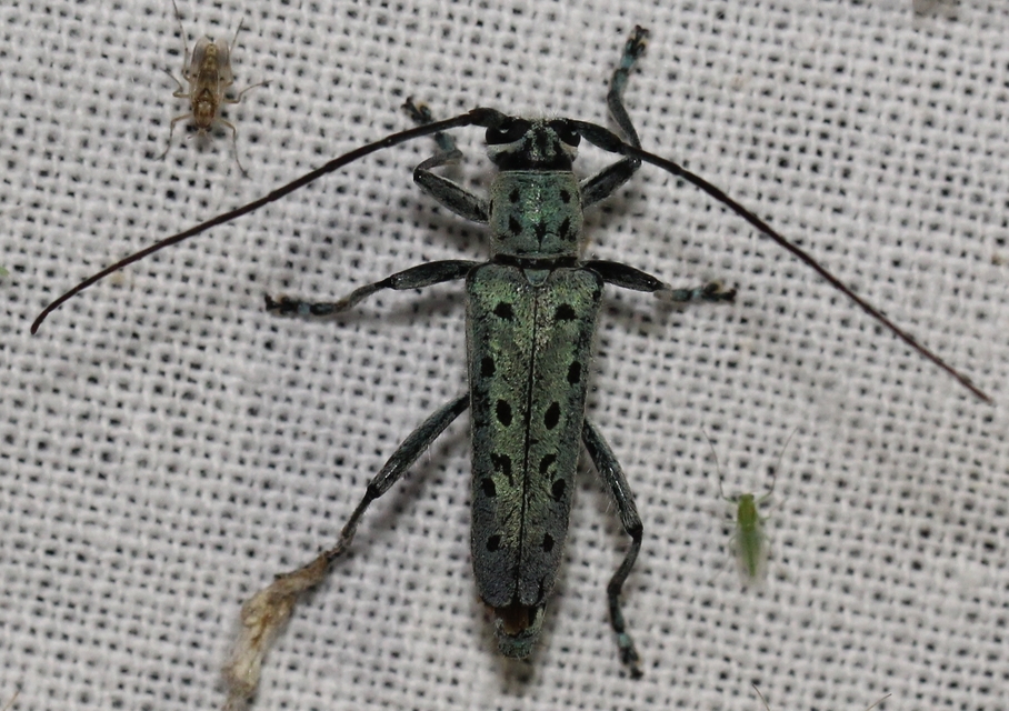 Saperda punctata - pettyes szilcincér Saperda punctata - pettyes szilcincér