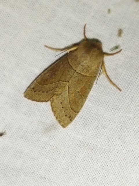 Mesogona acetosellae - madársóskabagoly