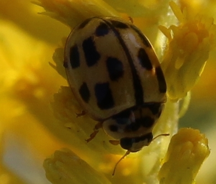 Propylea quatuordecimpunctata - tizennégypettyes füsskata