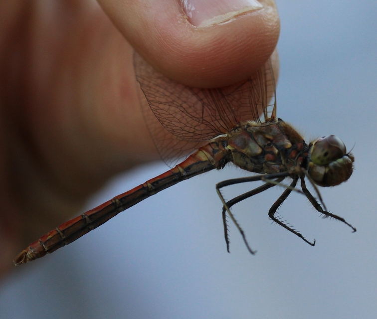 Sympetrum vulgatum - barkós katona-szitakötő