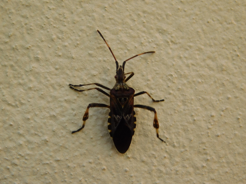 Leptoglossus occidentalis - nyugati levéllábú poloska