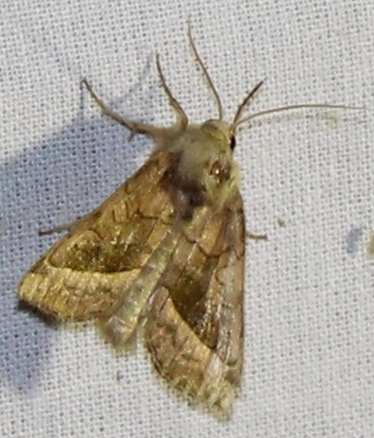 Hydraecia micacea - csillogó acsalapubagoly