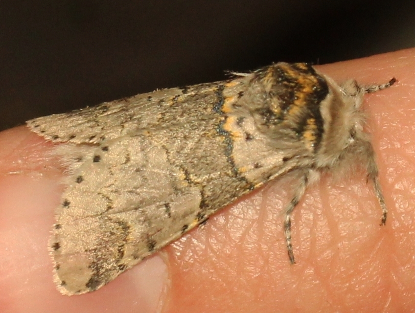 Furcula furcula - szürke púposszövő