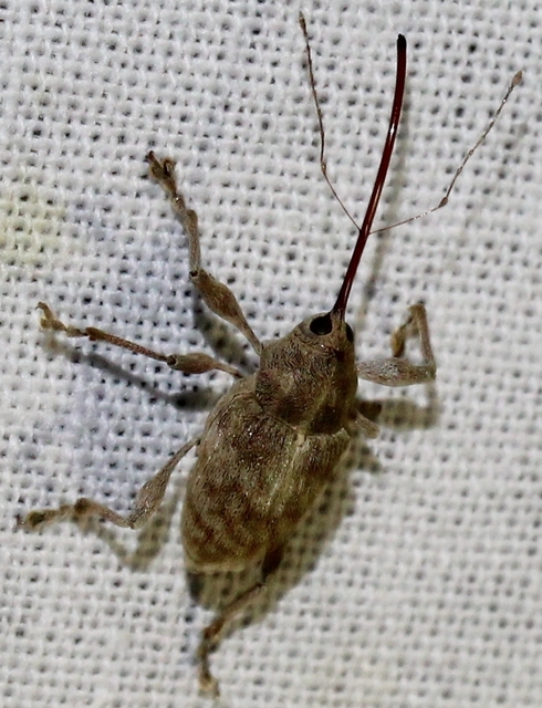 Curculio elephas - gesztenyezsuzsóka