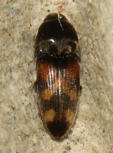 Drasterius bimaculatus - változékony pattanó