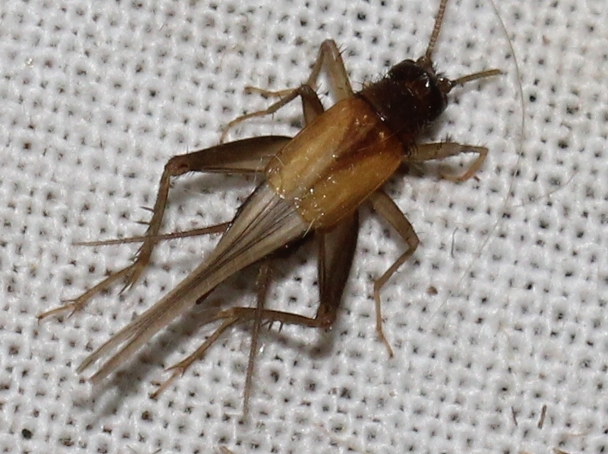 Stenonemobius bicolor ponticus - pontuszi karcsútücsök