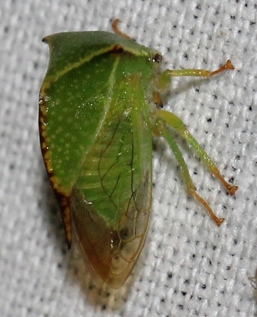 Stictocephala bisonia - bivalykabóca