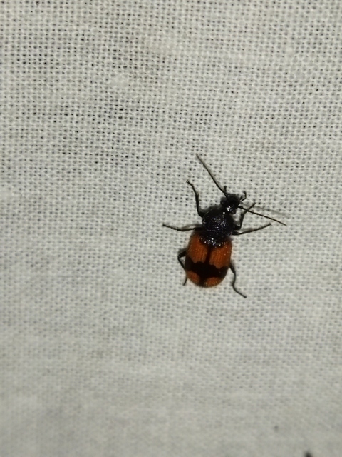 Panagaeus cruxmajor - nagy keresztesfutó