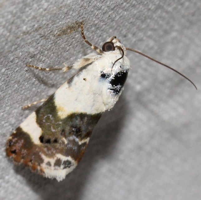 Acontia lucida - fehér nappalibagoly