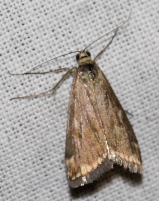 Loxostege sticticalis - muszkamoly