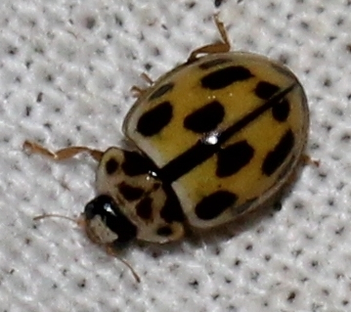 Propylea quatuordecimpunctata - tizennégypettyes füsskata