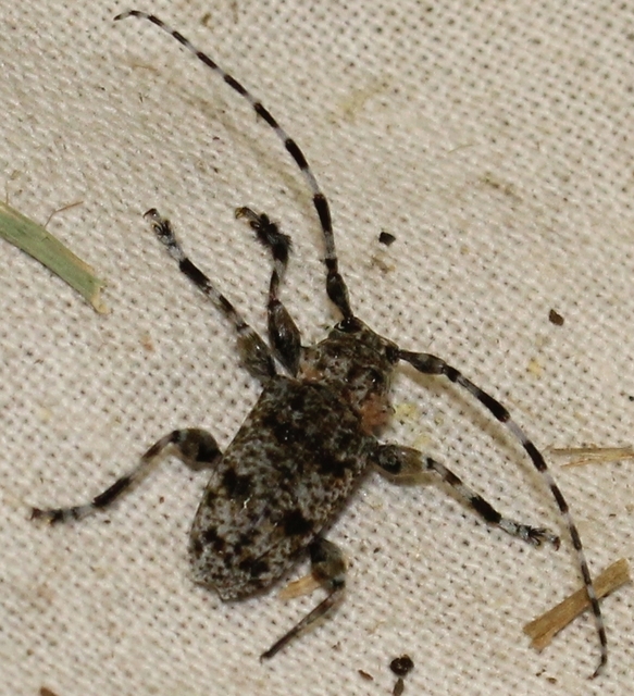 Aegomorphus clavipes - tarka cincér Aegomorphus clavipes - tarka cincér