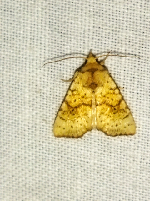 Tiliacea sulphurago - kénes sárgabagoly