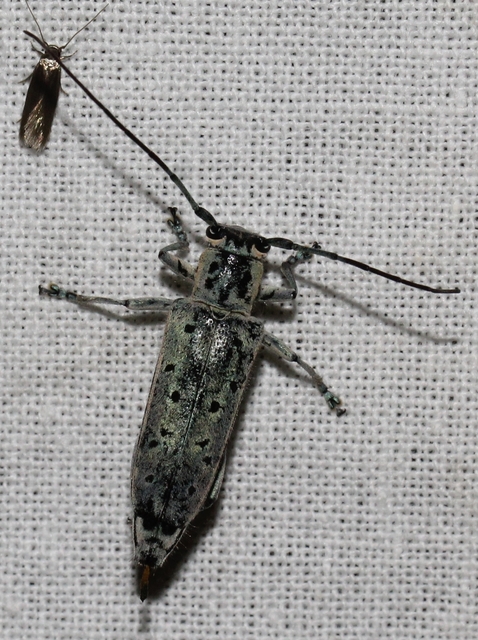 Saperda punctata - pettyes szilcincér Saperda punctata - pettyes szilcincér