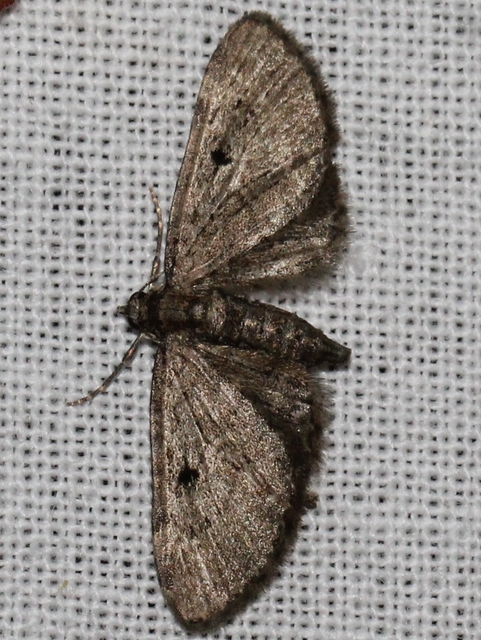 Eupithecia selinata - lápi törpearaszoló