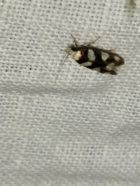 Pseudotelphusa tessella - sóskafamoly