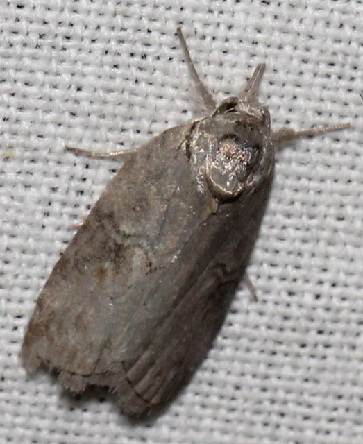 Nycteola asiatica - nyárfa-trapézbagoly