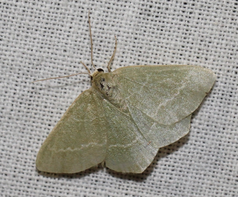 Chlorissa viridata/cloraria