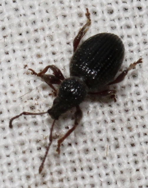 Otiorhynchus ovatus - apró gyalogormányos