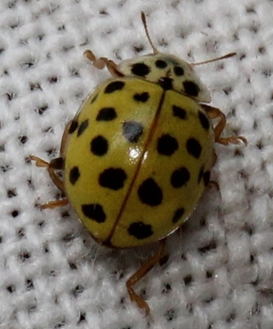 Psyllobora vigintiduopunctata - huszonkétpettyes katica