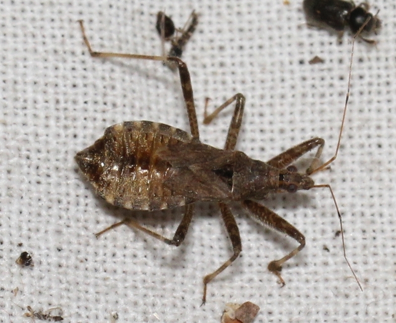 Himacerus apterus - nagy tolvajpoloska