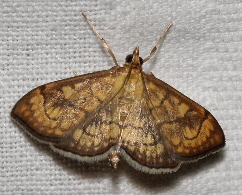 Ecpyrrhorrhoe rubiginalis - rozsdavörös tűzmoly