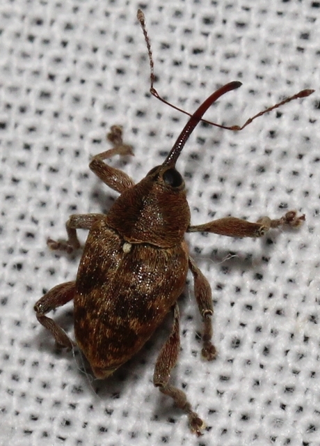 Curculio glandium - tölgymakkzsuzsóka