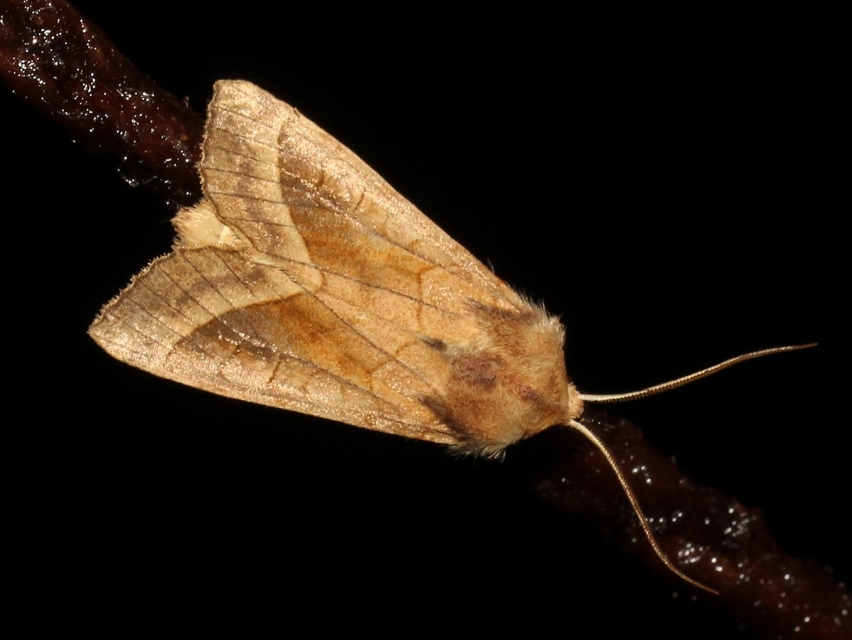 Hydraecia micacea - csillogó acsalapubagoly