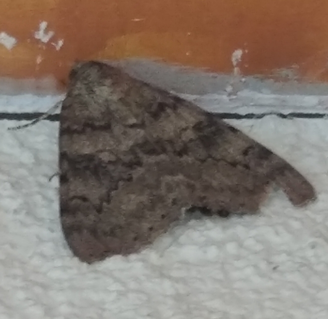 Catocala puerpera - nyárfa-övesbagoly