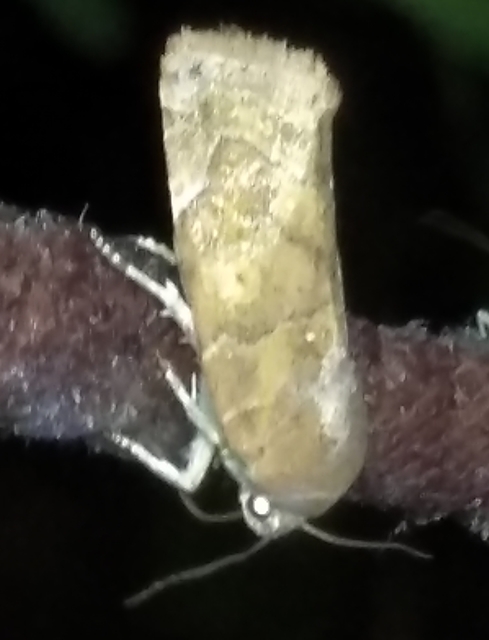 Cosmia affinis - barna lombbagoly