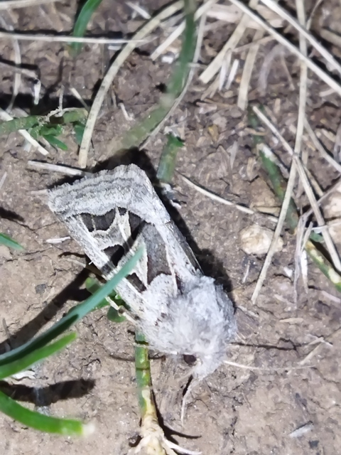 Episema glaucina - fogasjegyű liliombagoly