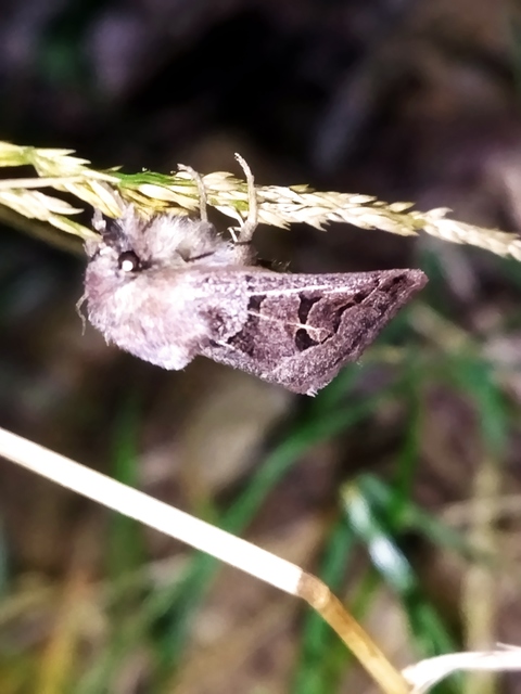 Episema tersa - hármasjegyű liliombagoly