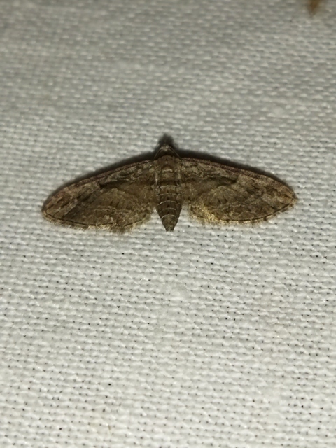 Eupithecia pusillata - lucfenyő-törpearaszoló