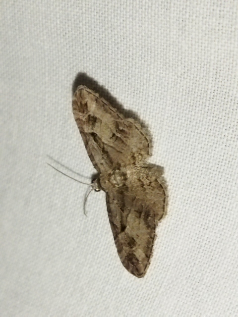 Eupithecia ericeata - feketefenyő-törpearaszoló