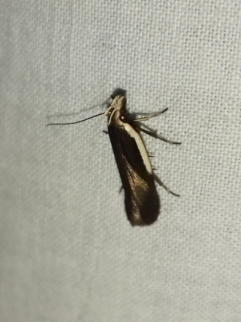 Nothris lemniscellus - fehérvállú sarlósmoly