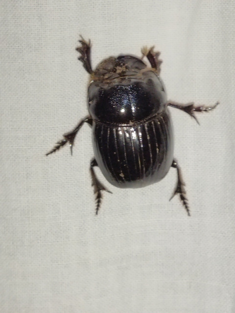 Copris lunaris - közönséges holdszarvú-ganéjtúró