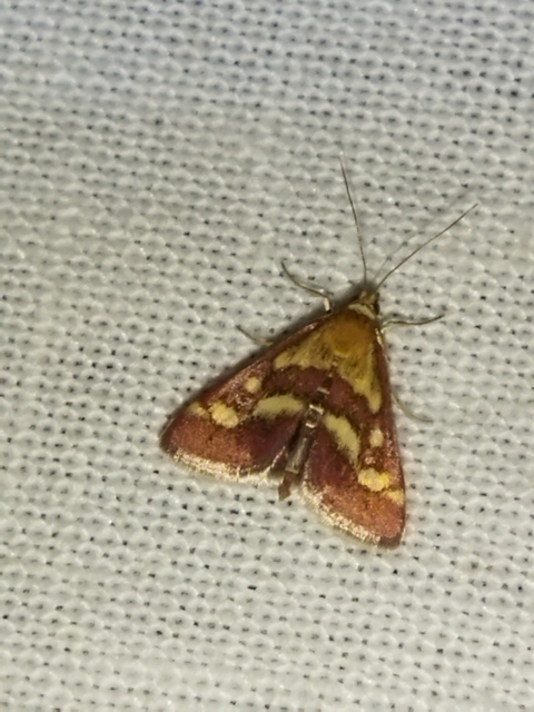 Pyrausta ostrinalis - ritka bíbormoly