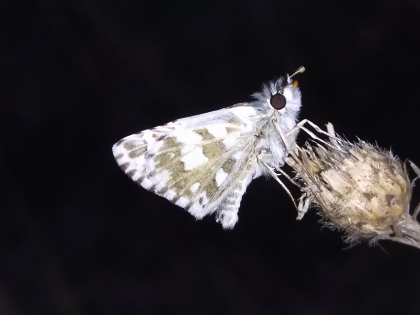 Pyrgus armoricanus - feles busalepke