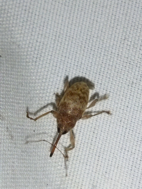 Curculio elephas - gesztenyezsuzsóka