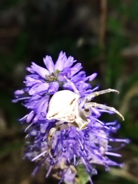 Thomisus onustus - fehér karolópók