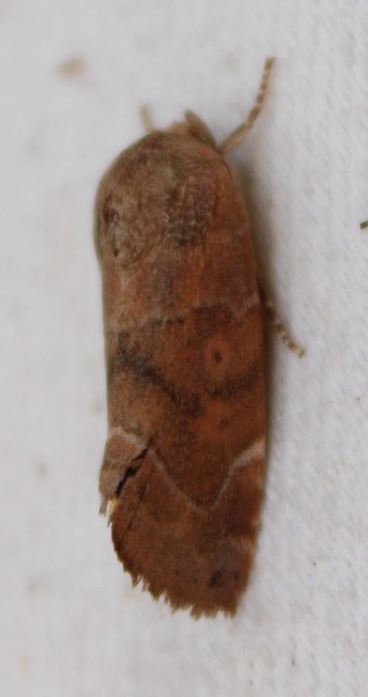 Cosmia affinis - barna lombbagoly