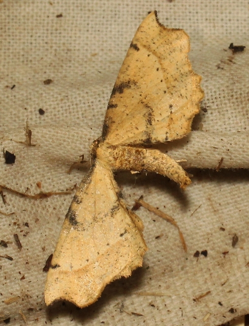 Artiora evonymaria - kecskerágó-araszoló
