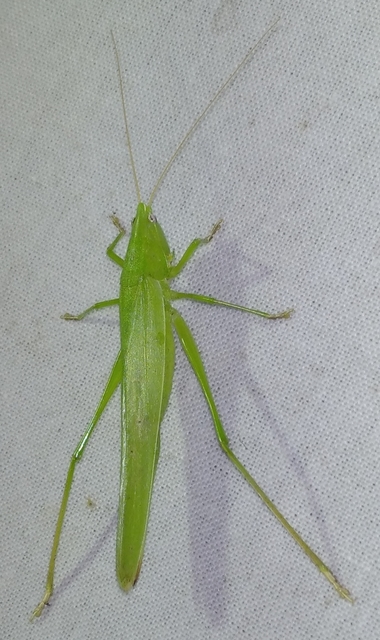 Ruspolia nitidula - nagy kúpfejűszöcske