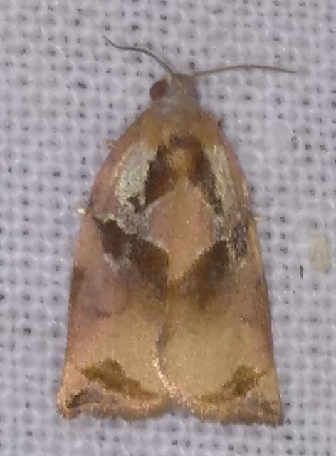 Archips podana - dudvarágó sodrómoly
