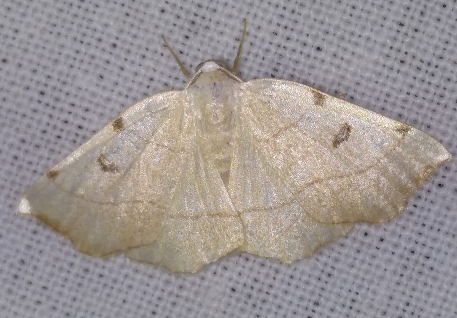 Eilicrinia trinotata - háromjegyű araszoló