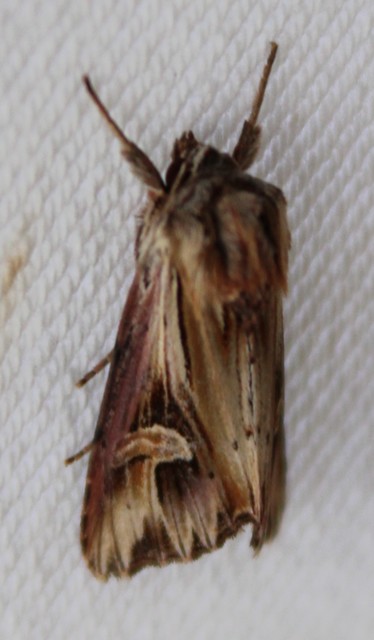 Actinotia polyodon - nagy sugarasbagoly