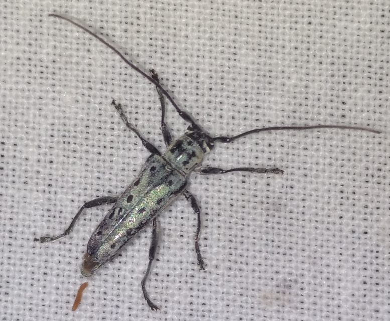 Saperda punctata - pettyes szilcincér Saperda punctata - pettyes szilcincér